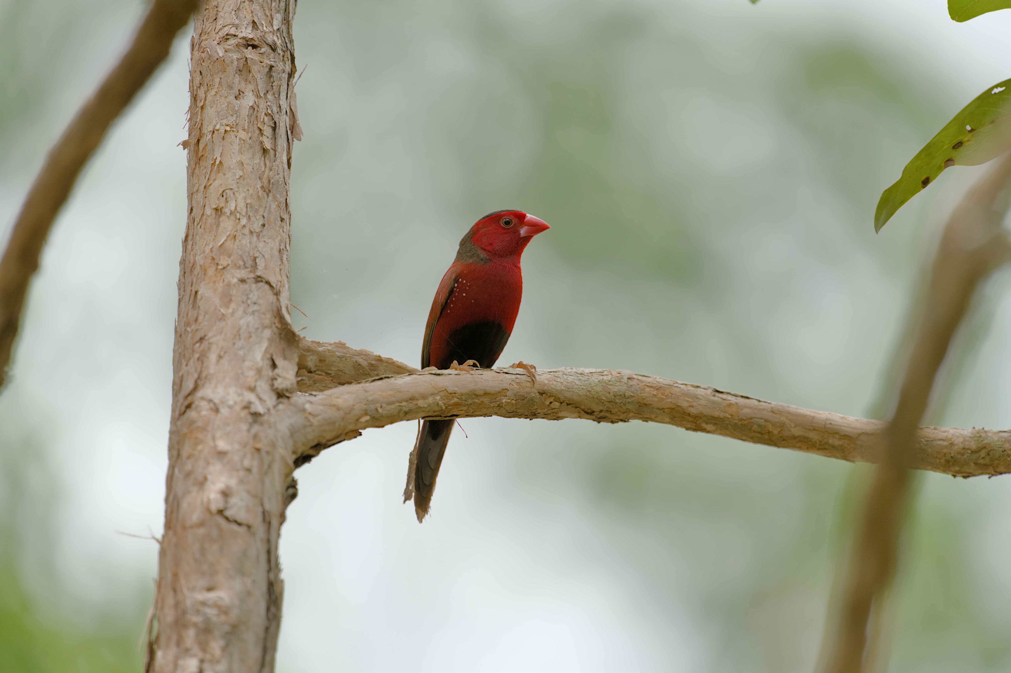 Crimson Finch